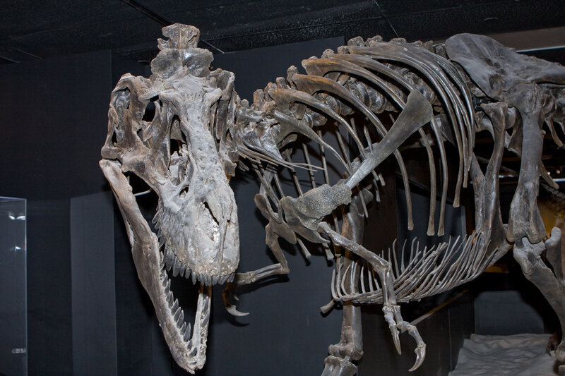 Tyrannosaurus rex skeleton
