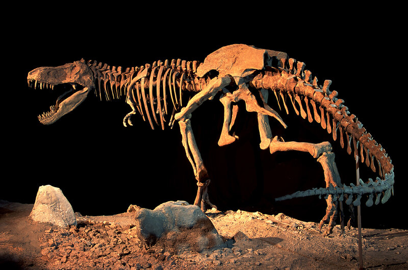 Tyrannosaurus rex skeleton