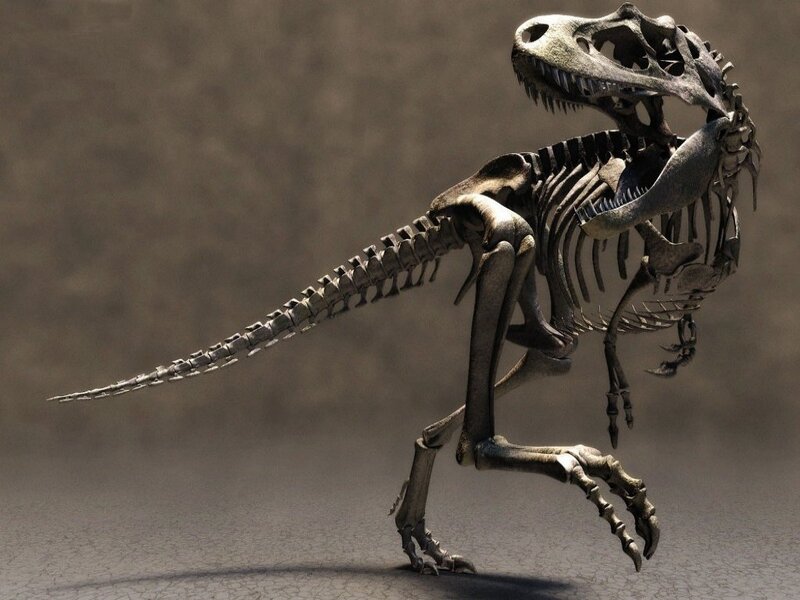 Tyrannosaurus Rex skeleton