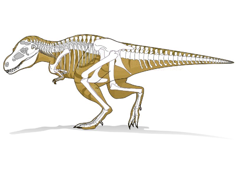 Tyrannosaurus Rex Skeleton — Brown