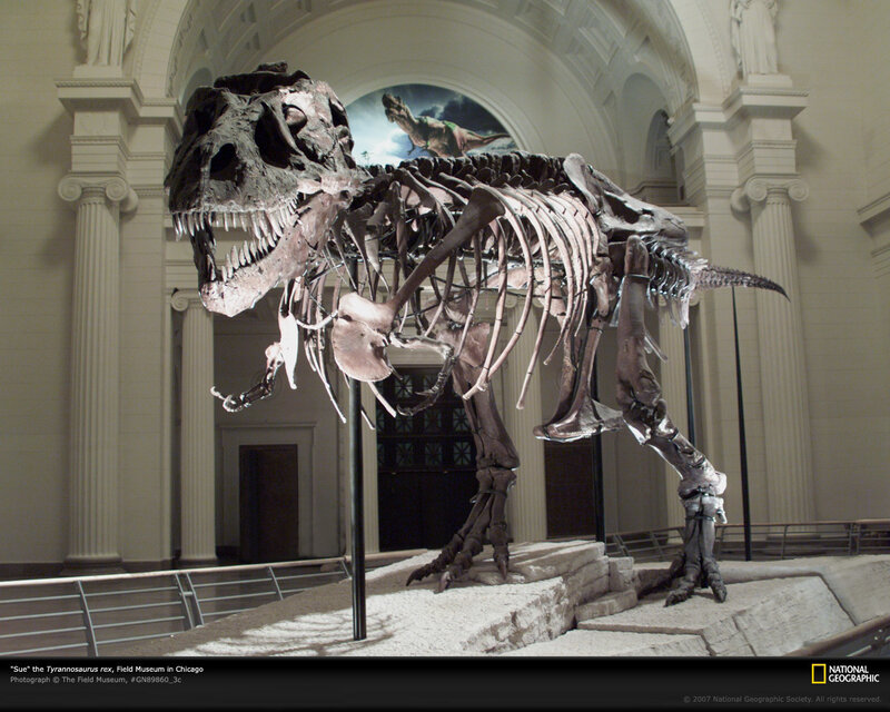 Tyrannosaurus rex skeleton display