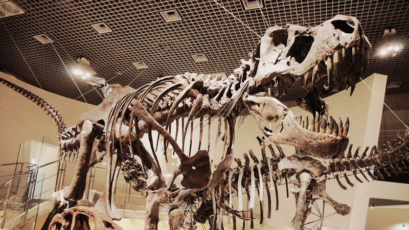 Tyrannosaurus rex skeleton display