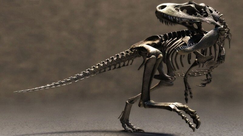 Tyrannosaurus Rex Skeleton — Gray