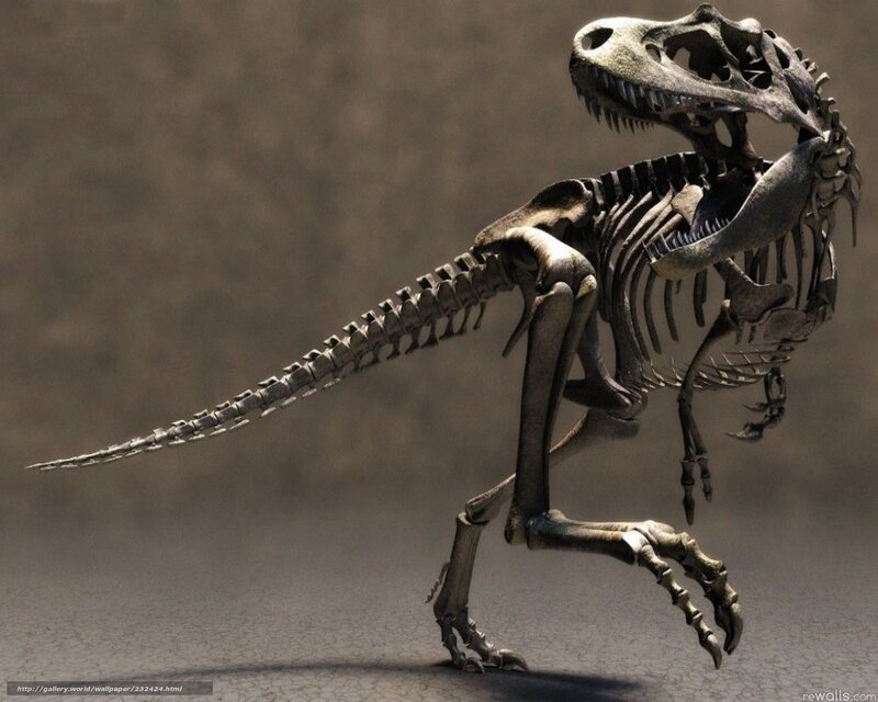 Tyrannosaurus Rex skeleton