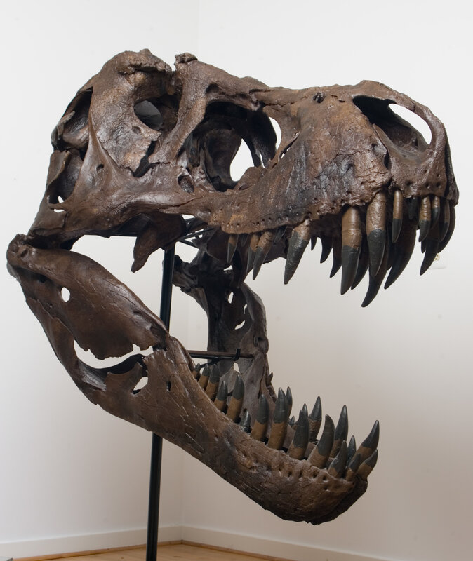 Tyrannosaurus Rex skull