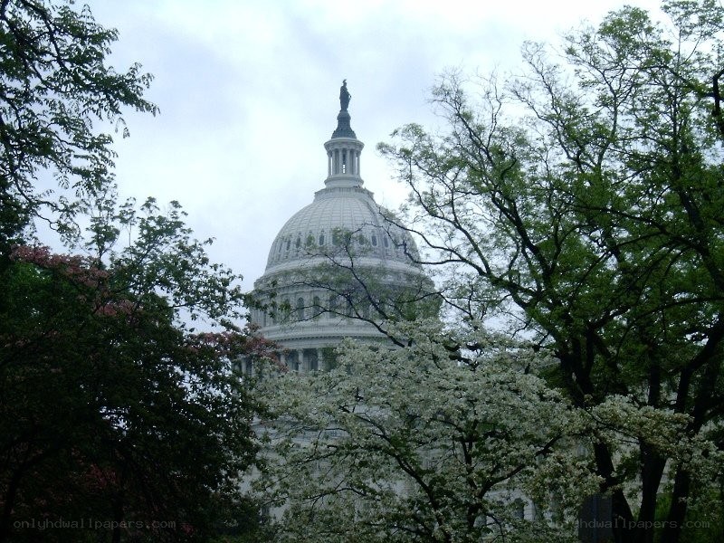 U.S. Capitol dome through trees