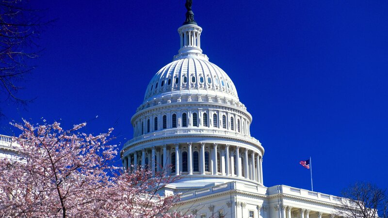 U.S. Capitol with cherry blossoms