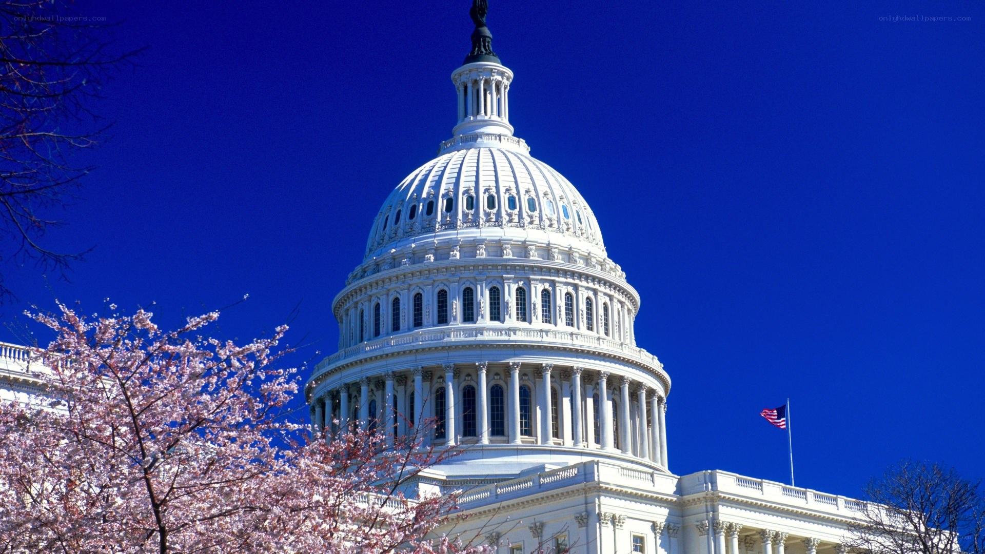 U.S. Capitol with cherry blossoms
