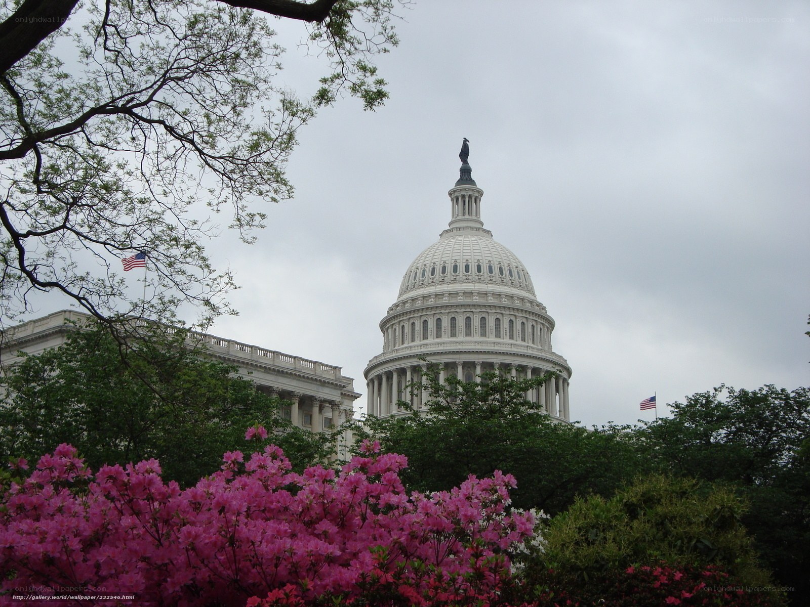 U.S. Capitol with pink flowers