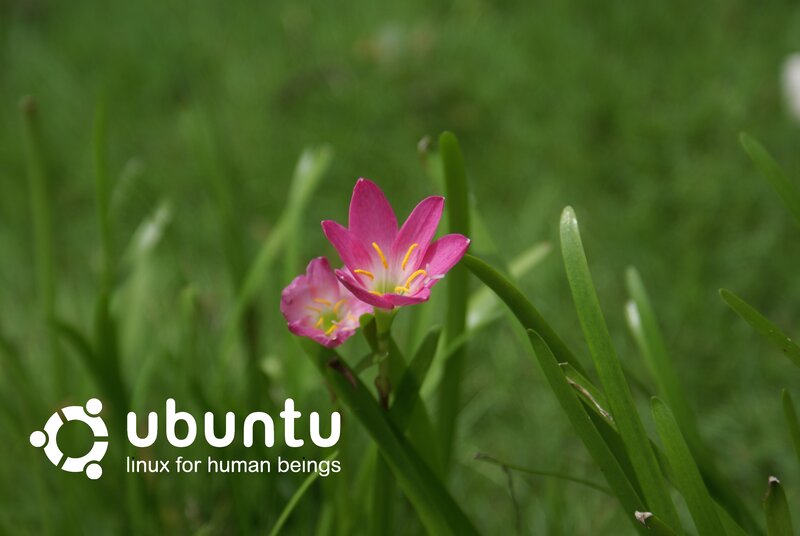Ubuntu logo on flower