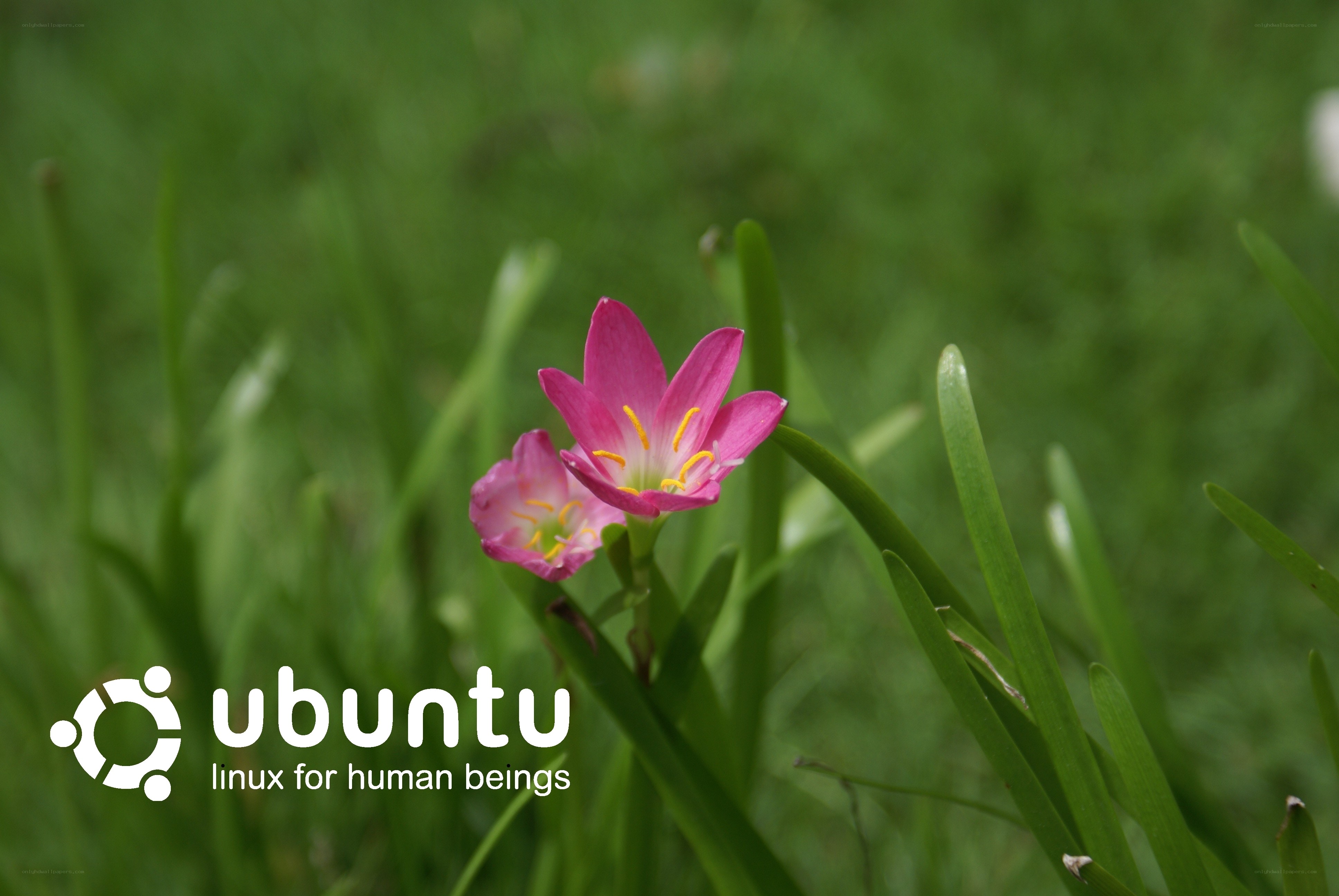 Ubuntu logo on flower