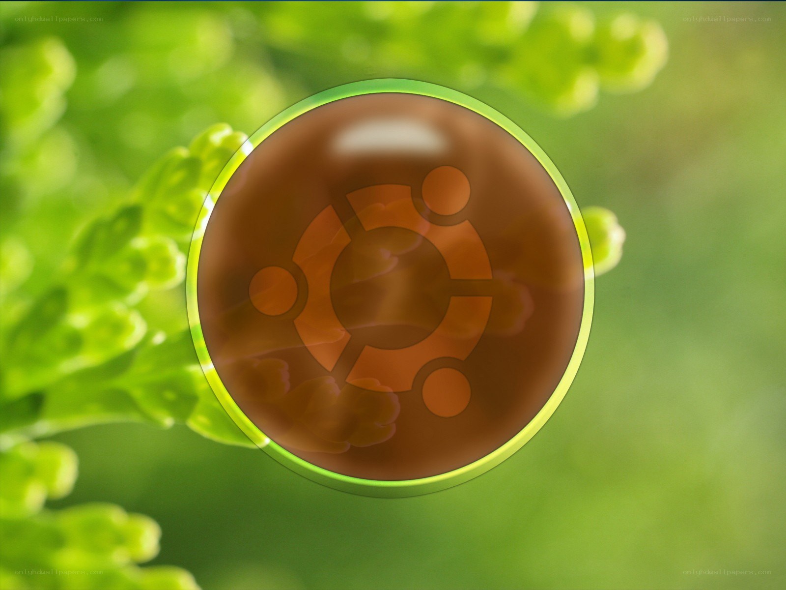 Ubuntu logo on green leaf