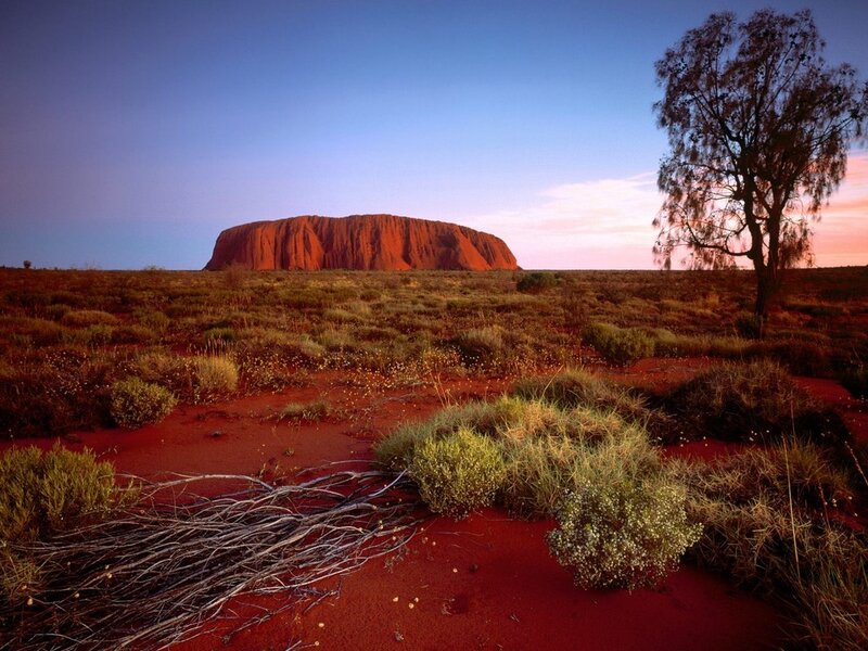 Uluru at Sunset — Red, Serene, Photograph, Tree, Desert