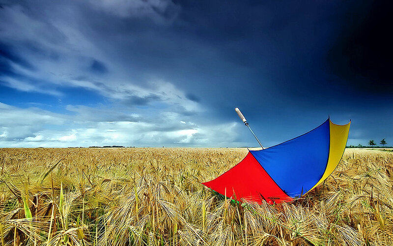 Umbrella in a wheat field