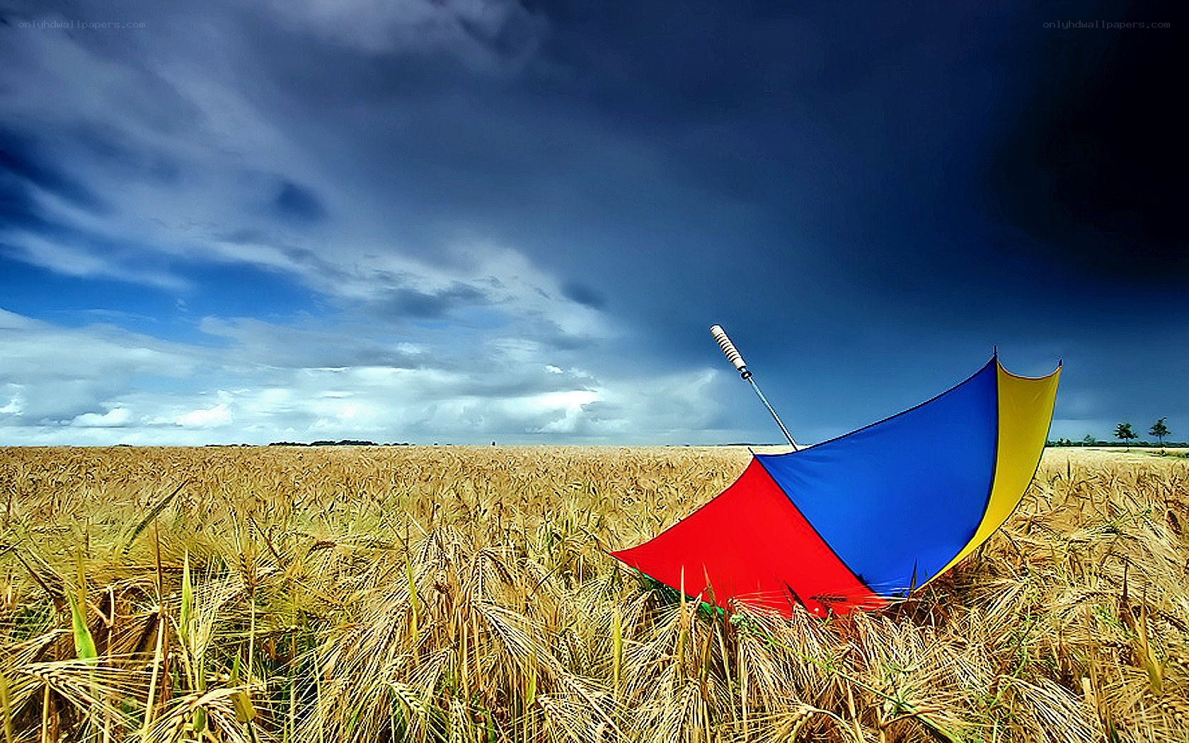 Umbrella in a wheat field
