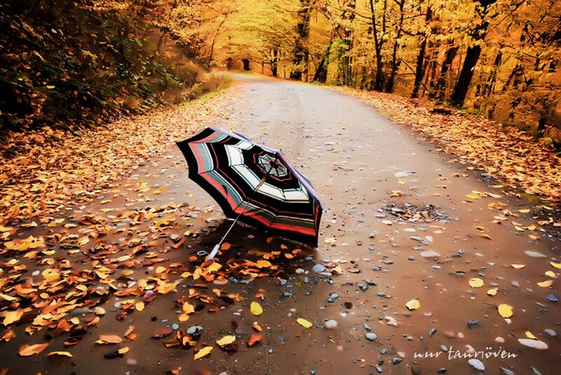 Umbrella on Wet Road