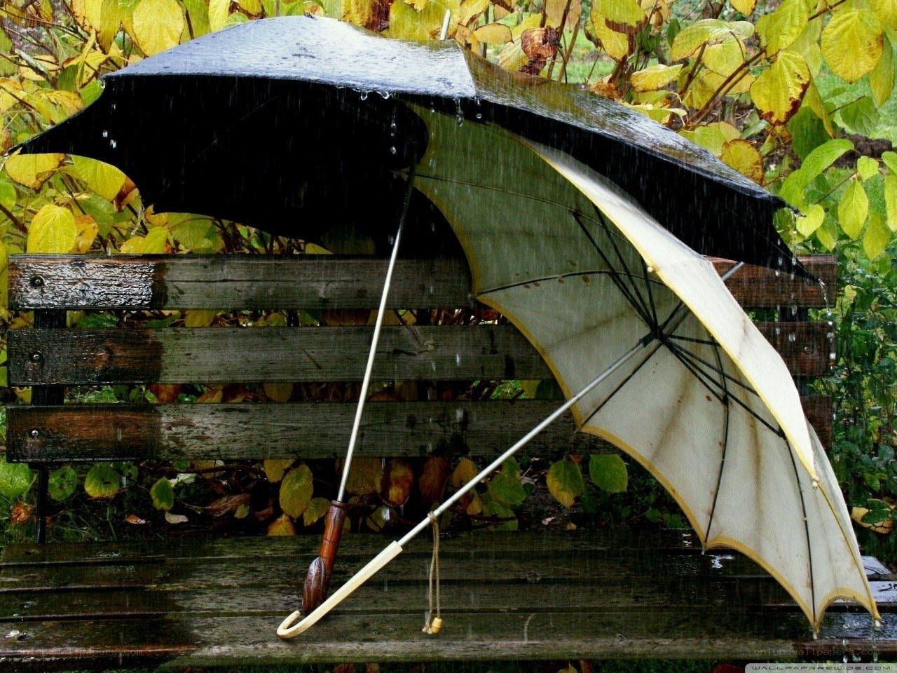 Umbrellas in the rain