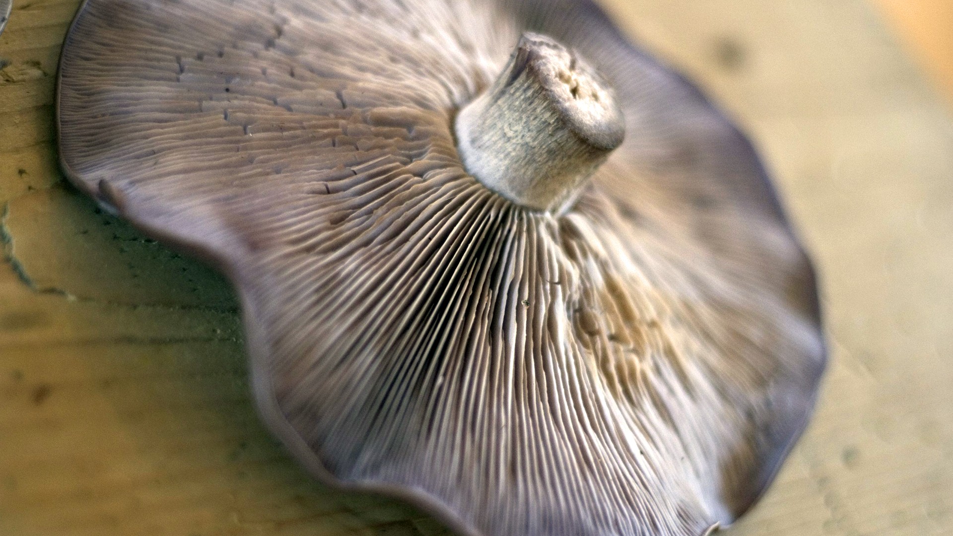 underside of a mushroom cap