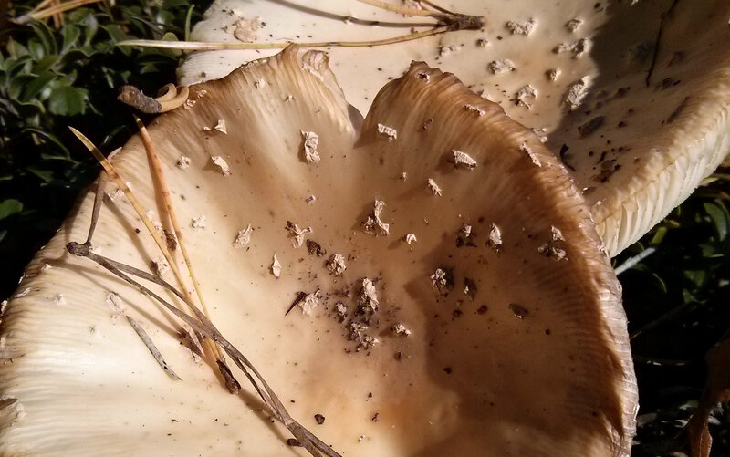 Underside of Mushroom Cap