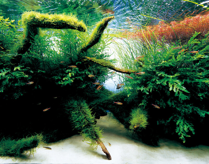 Underwater aquarium with fish and plants