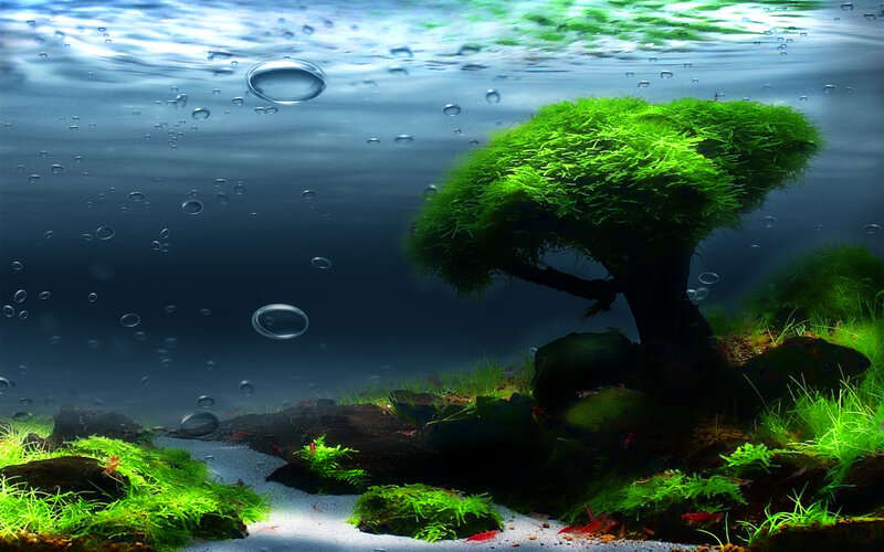 Underwater Bonsai Tree