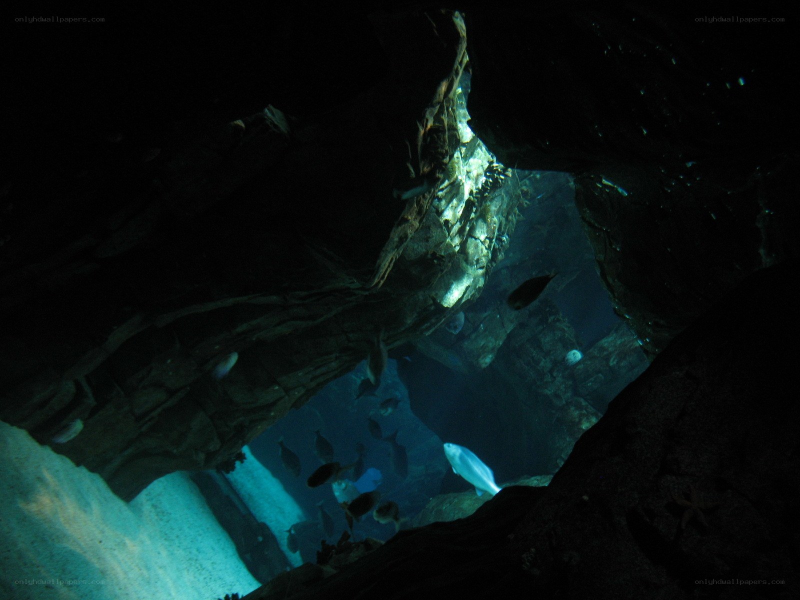 Underwater cave with fish
