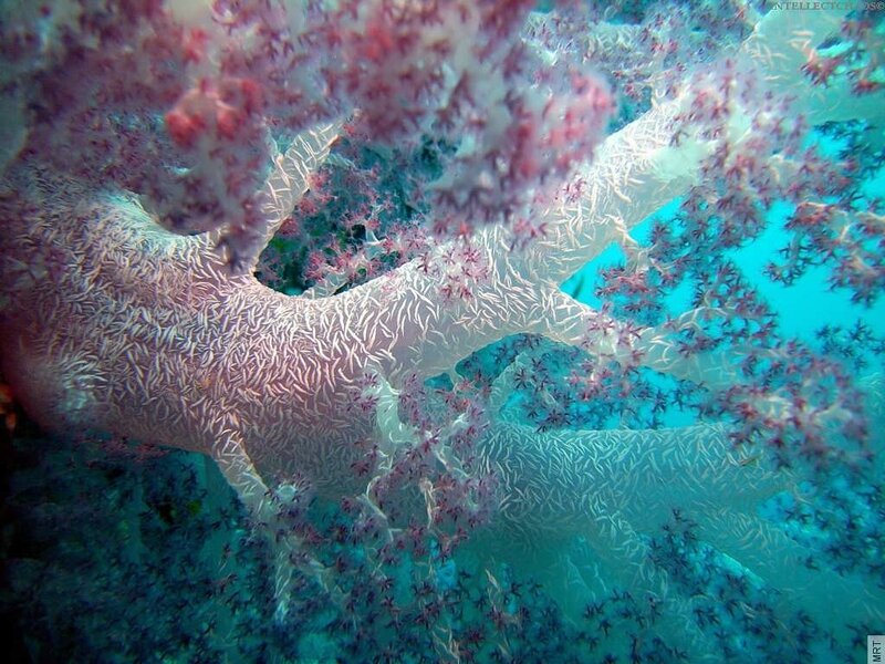 Underwater coral formation