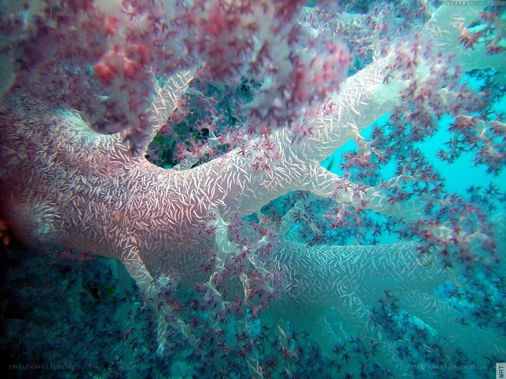 Underwater coral formation