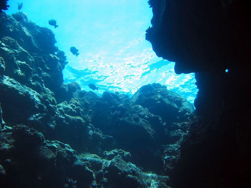 Underwater Coral Reef — Blue, Serene, Daytime