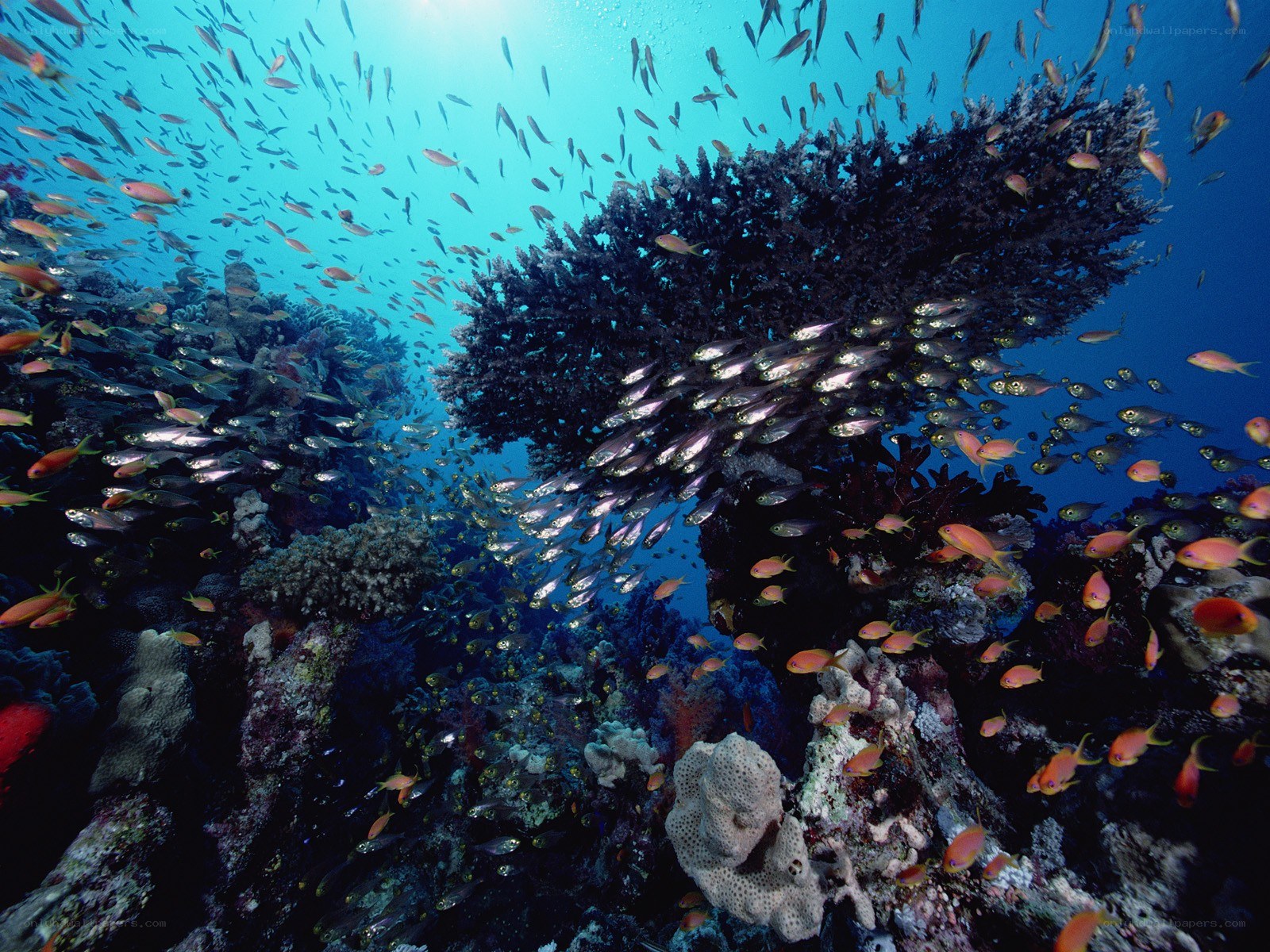 Underwater coral reef life