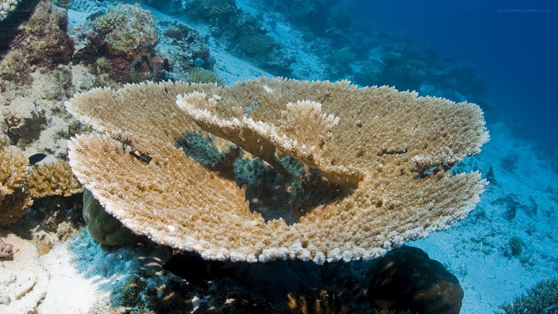 Underwater coral reef scene