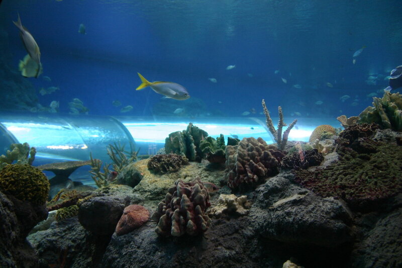 underwater coral reef scene