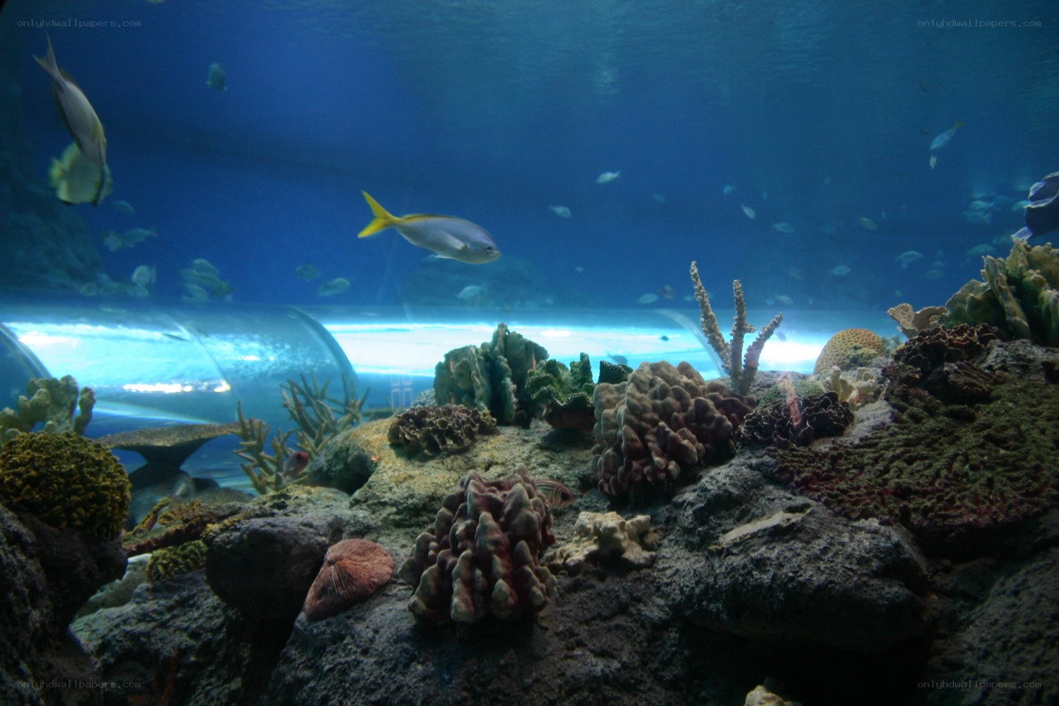 underwater coral reef scene