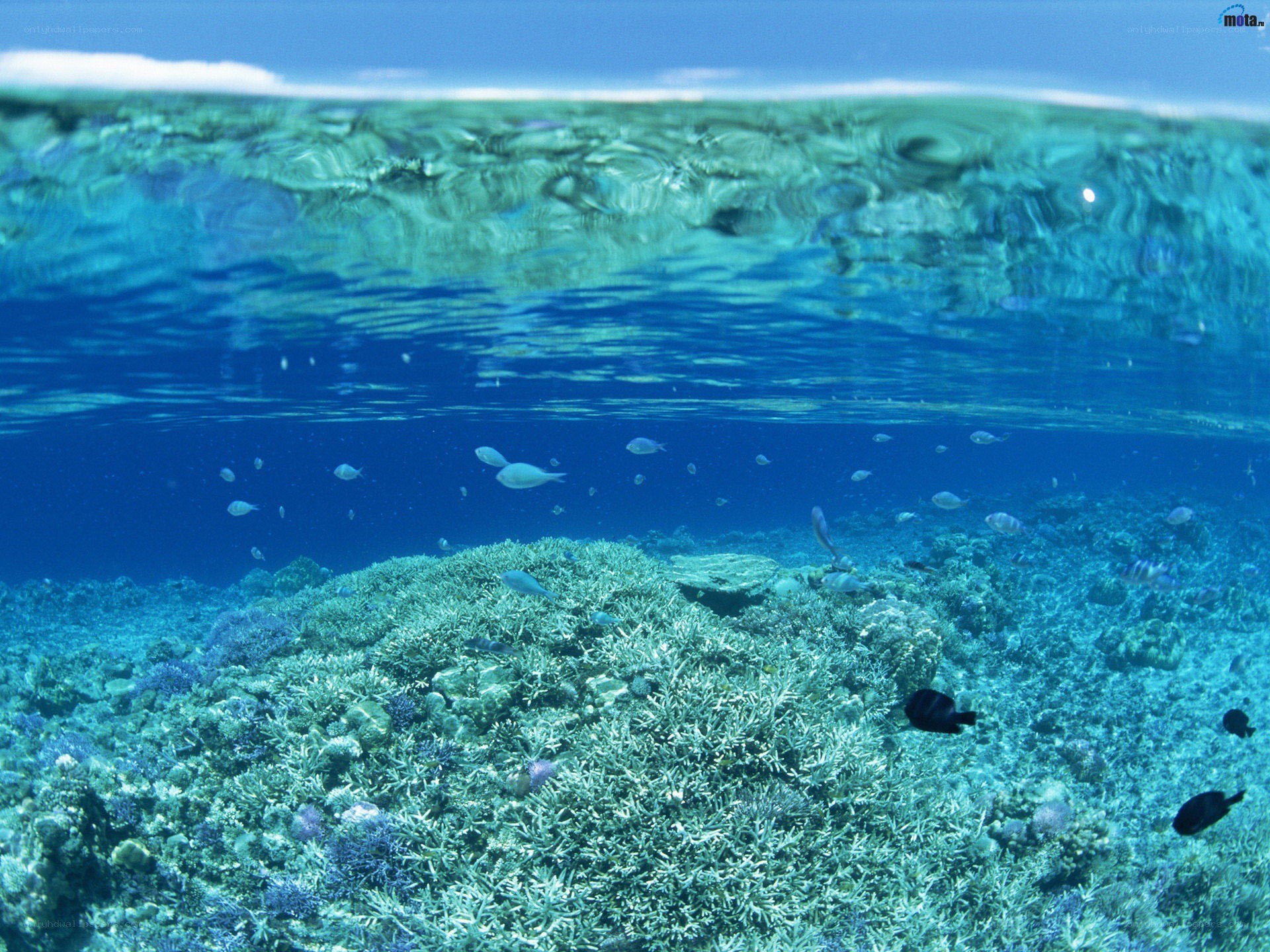 Underwater coral reef scene