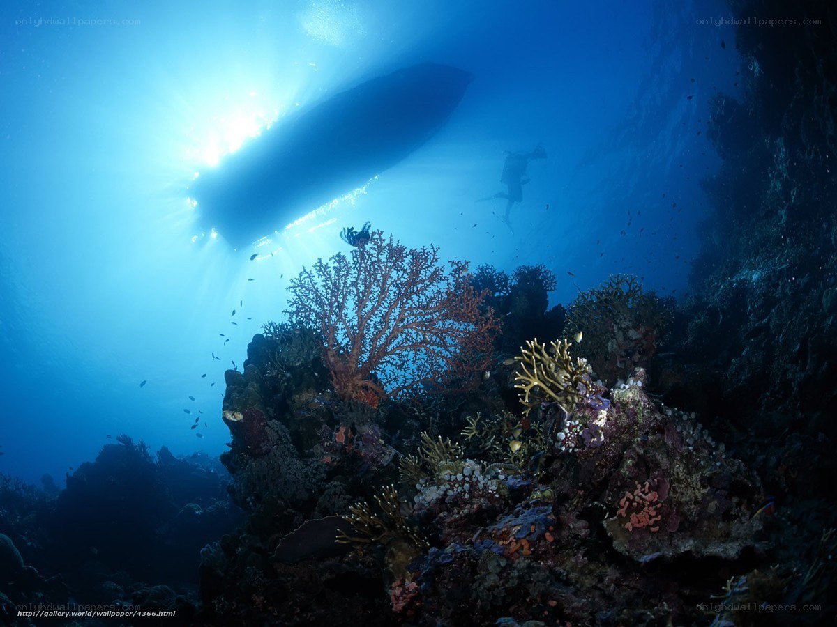 Underwater coral reef scene