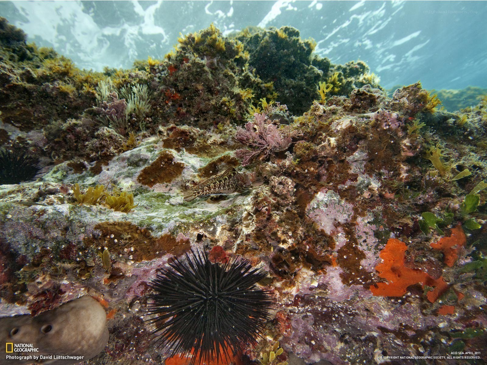 Underwater coral reef scene