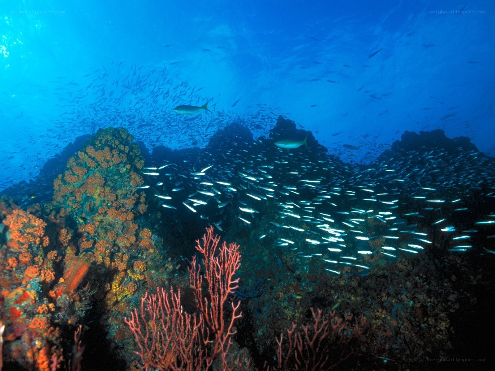 Underwater coral reef scene