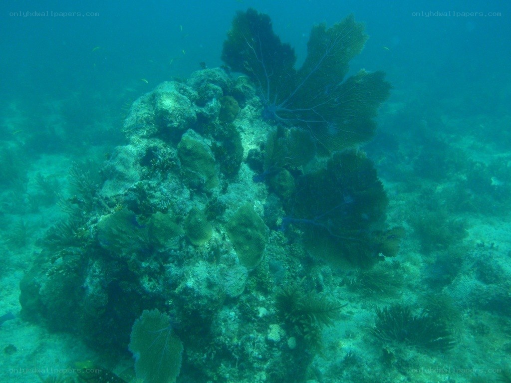 underwater coral reef scene