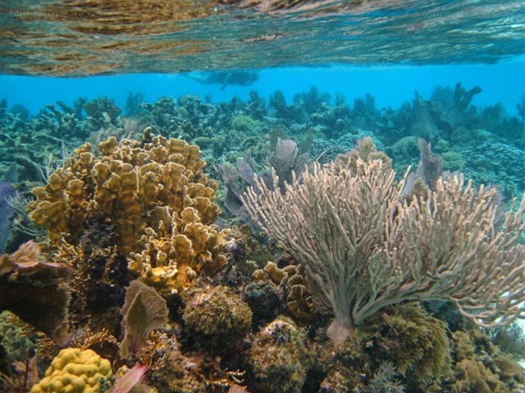 Underwater coral reef scene