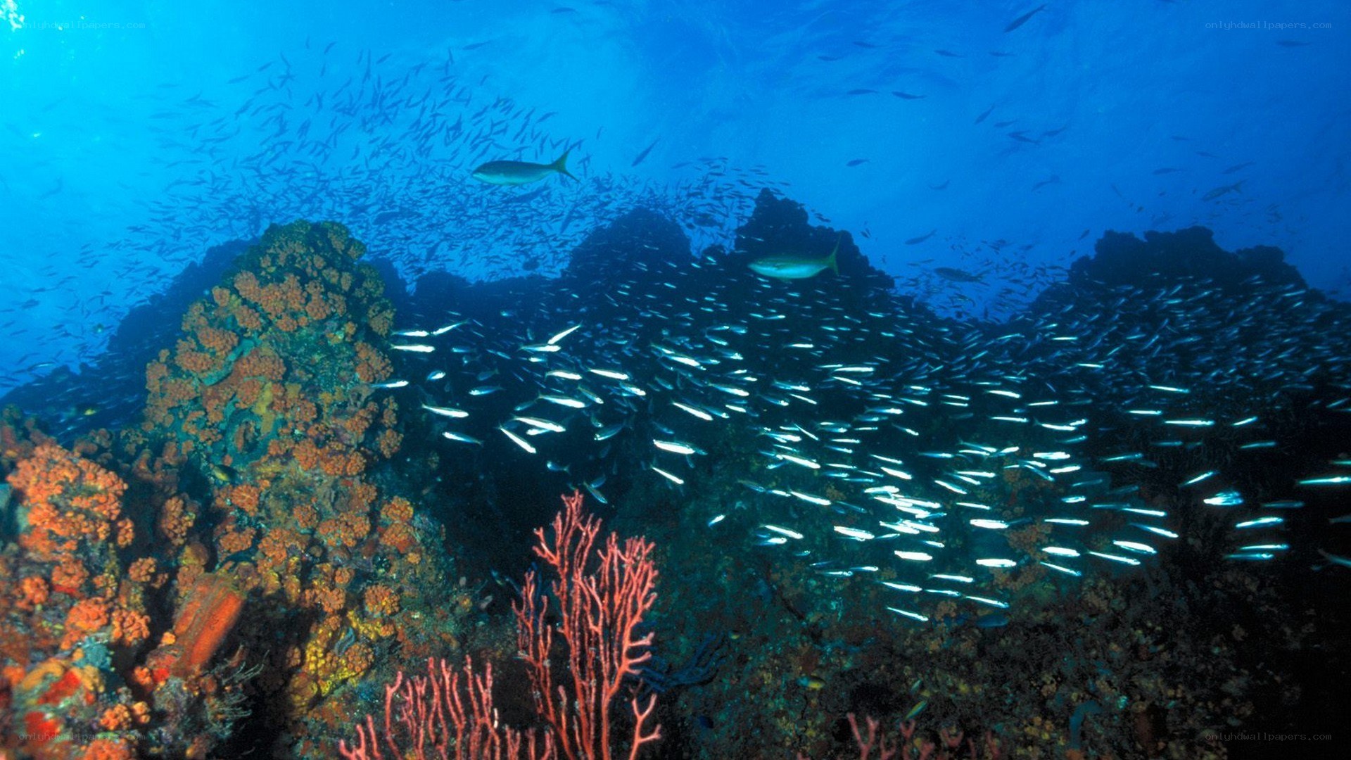 Underwater coral reef scene