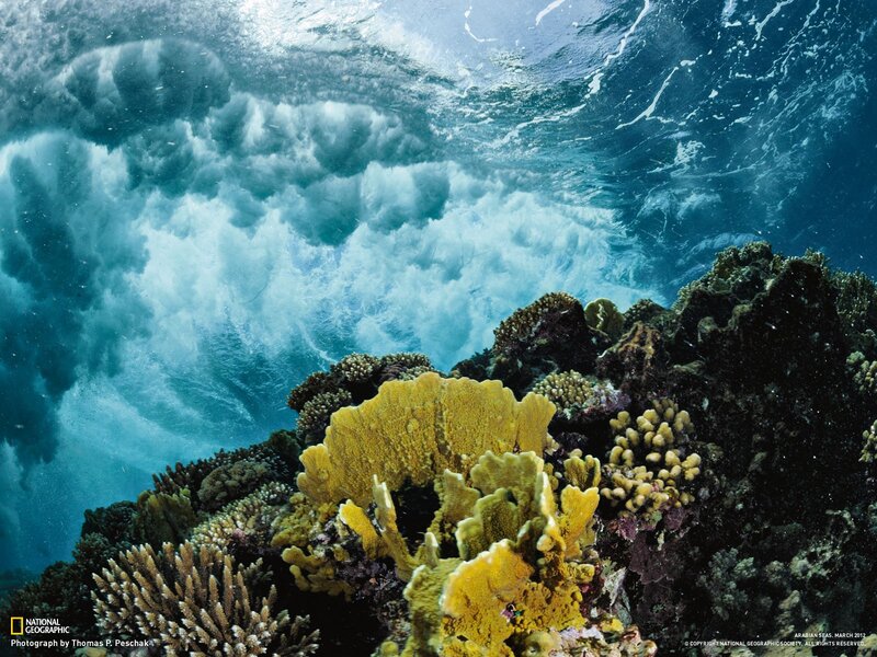 Underwater coral reef scene