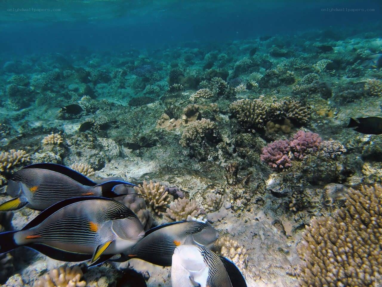 Underwater coral reef scene