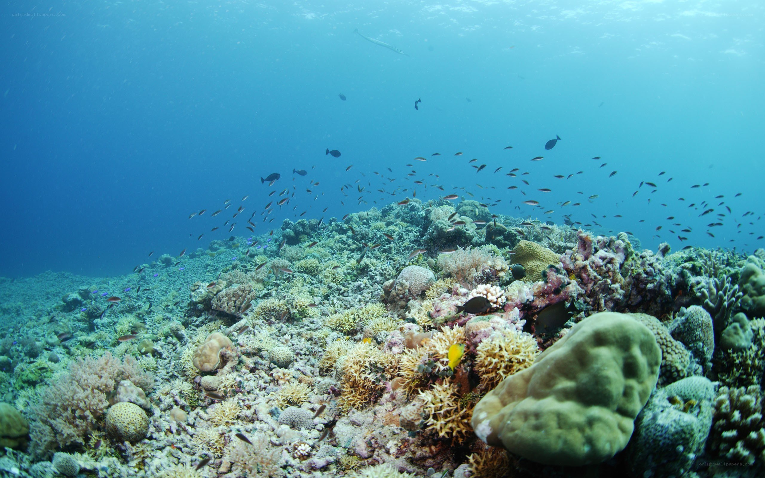Underwater coral reef scene