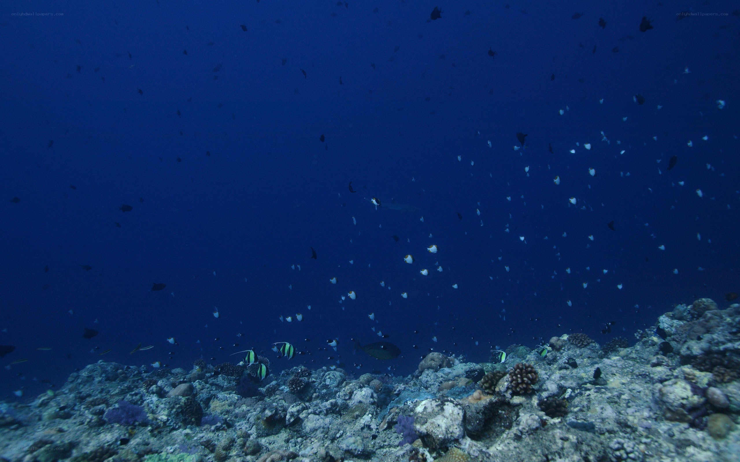 Underwater coral reef scene