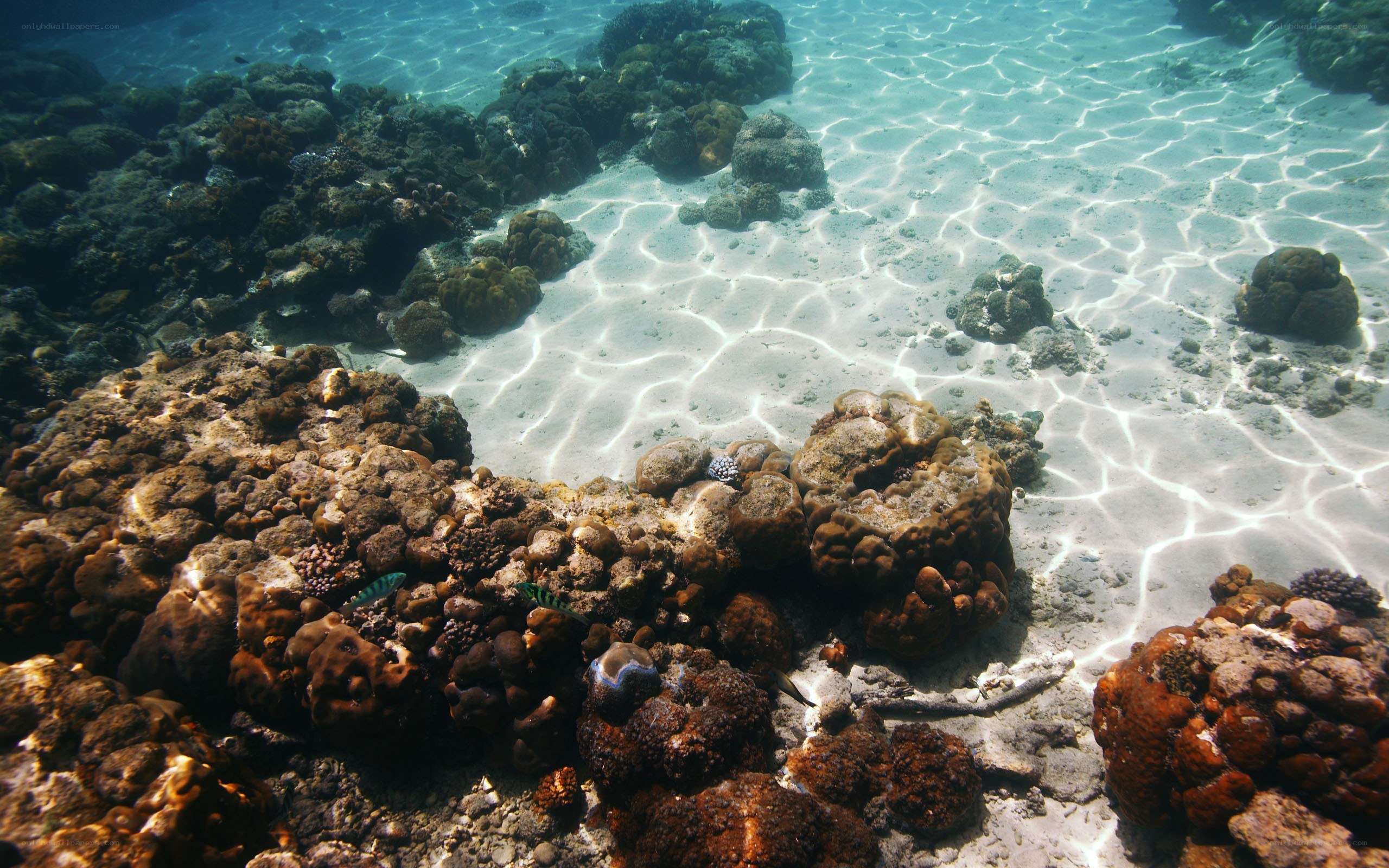 Underwater coral reef scene