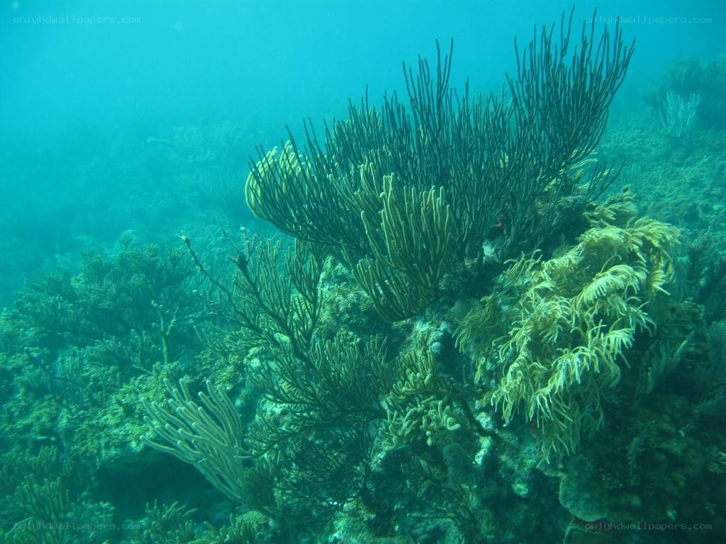 Underwater coral reef scene