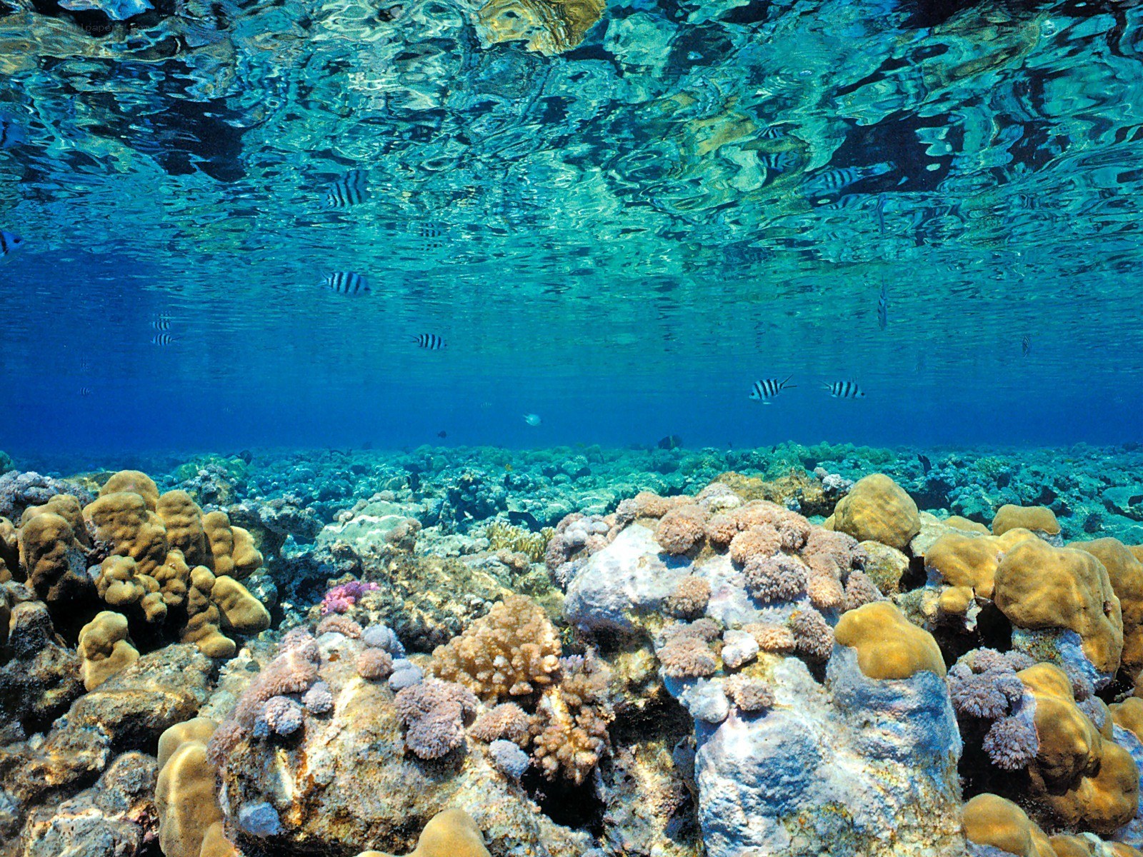 Underwater coral reef scene