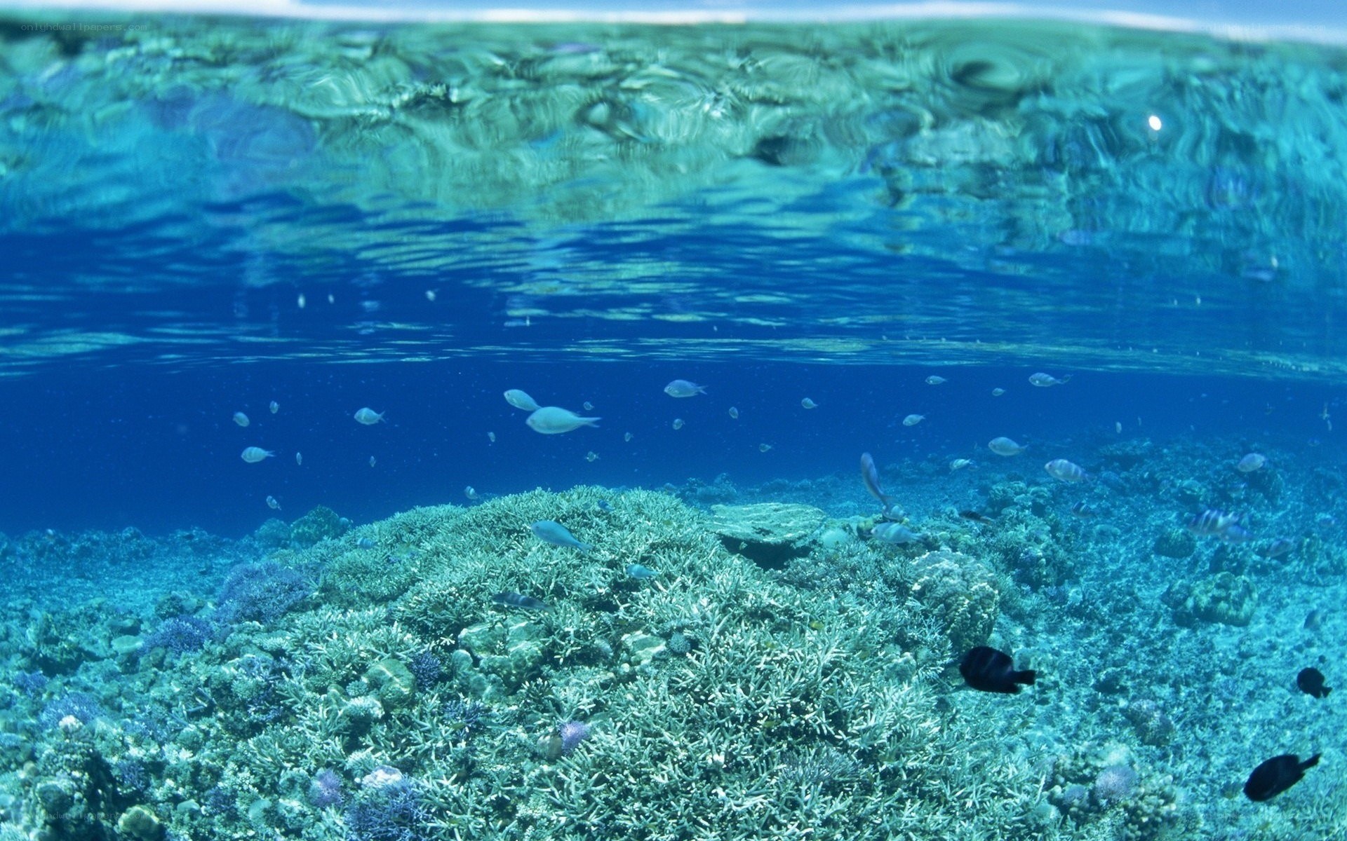 Underwater coral reef scene