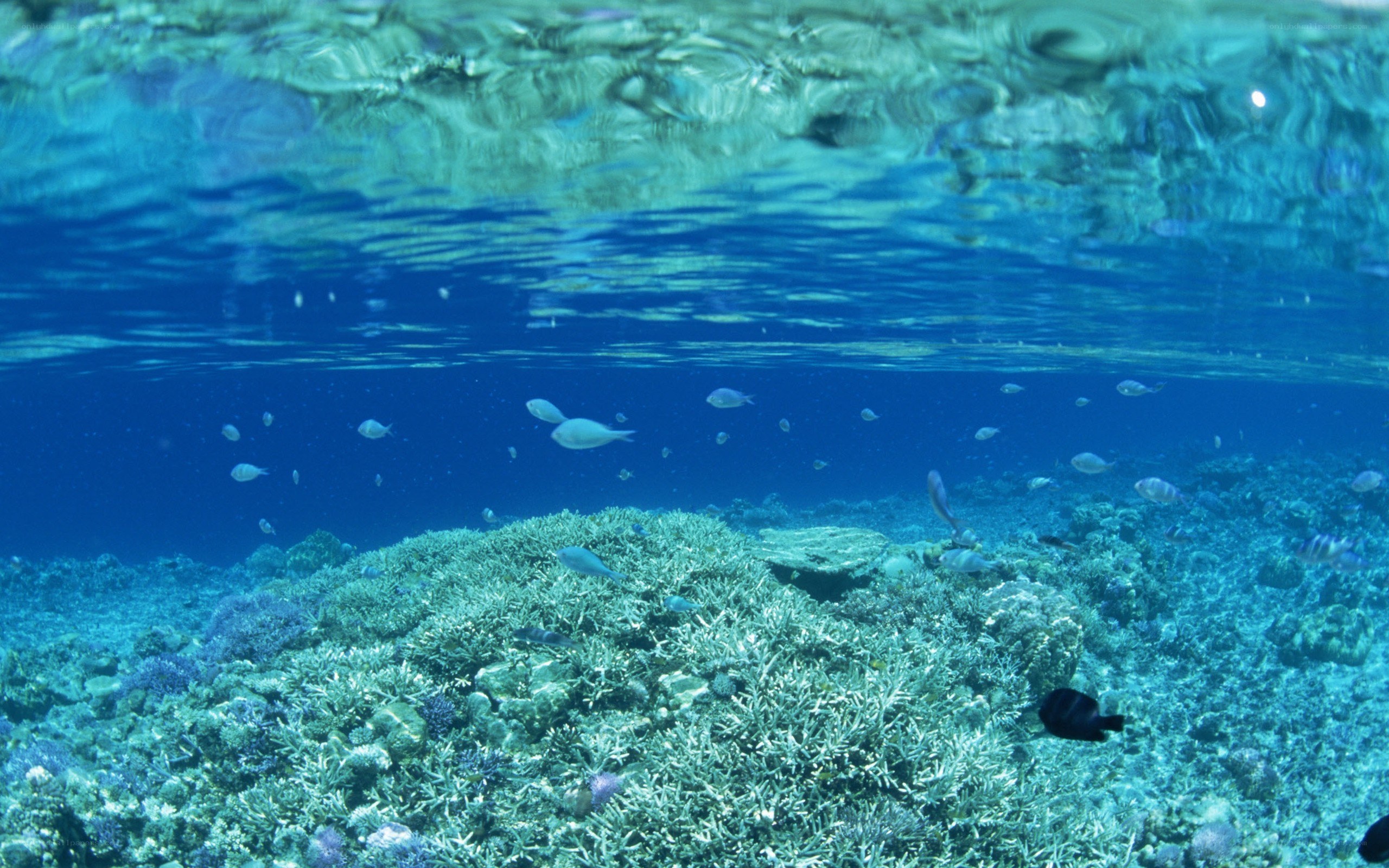 Underwater coral reef scene