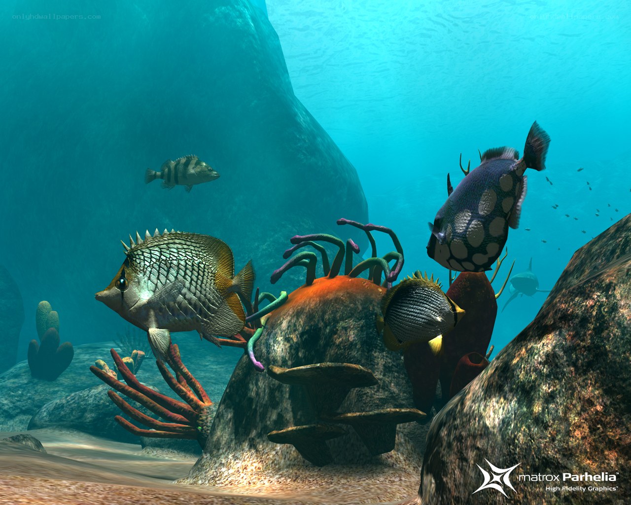 Underwater coral reef scene